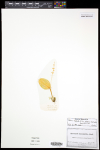 Malaxis monophyllos subsp. brachypoda image