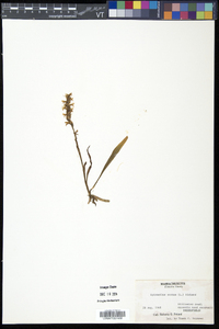 Spiranthes cernua image