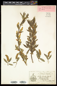 Salix lucida image