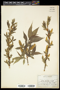 Salix lucida image