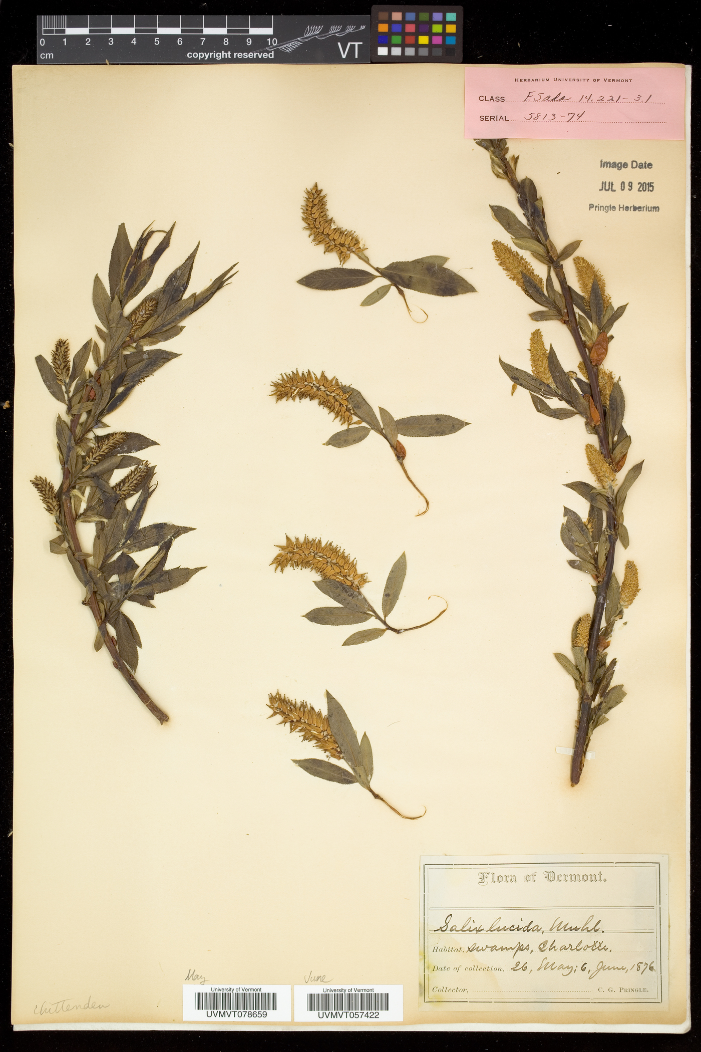 Salix lucida subsp. lucida image