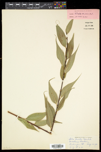 Salix lucida image