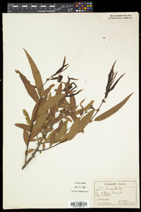 Salix lucida image