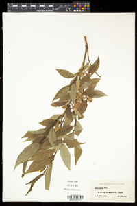 Salix lucida image