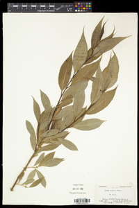 Salix lucida image