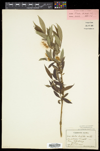 Salix lucida image