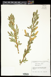 Salix lucida image