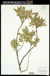 Salix lucida subsp. lucida image