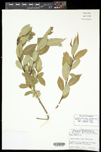 Salix lucida image