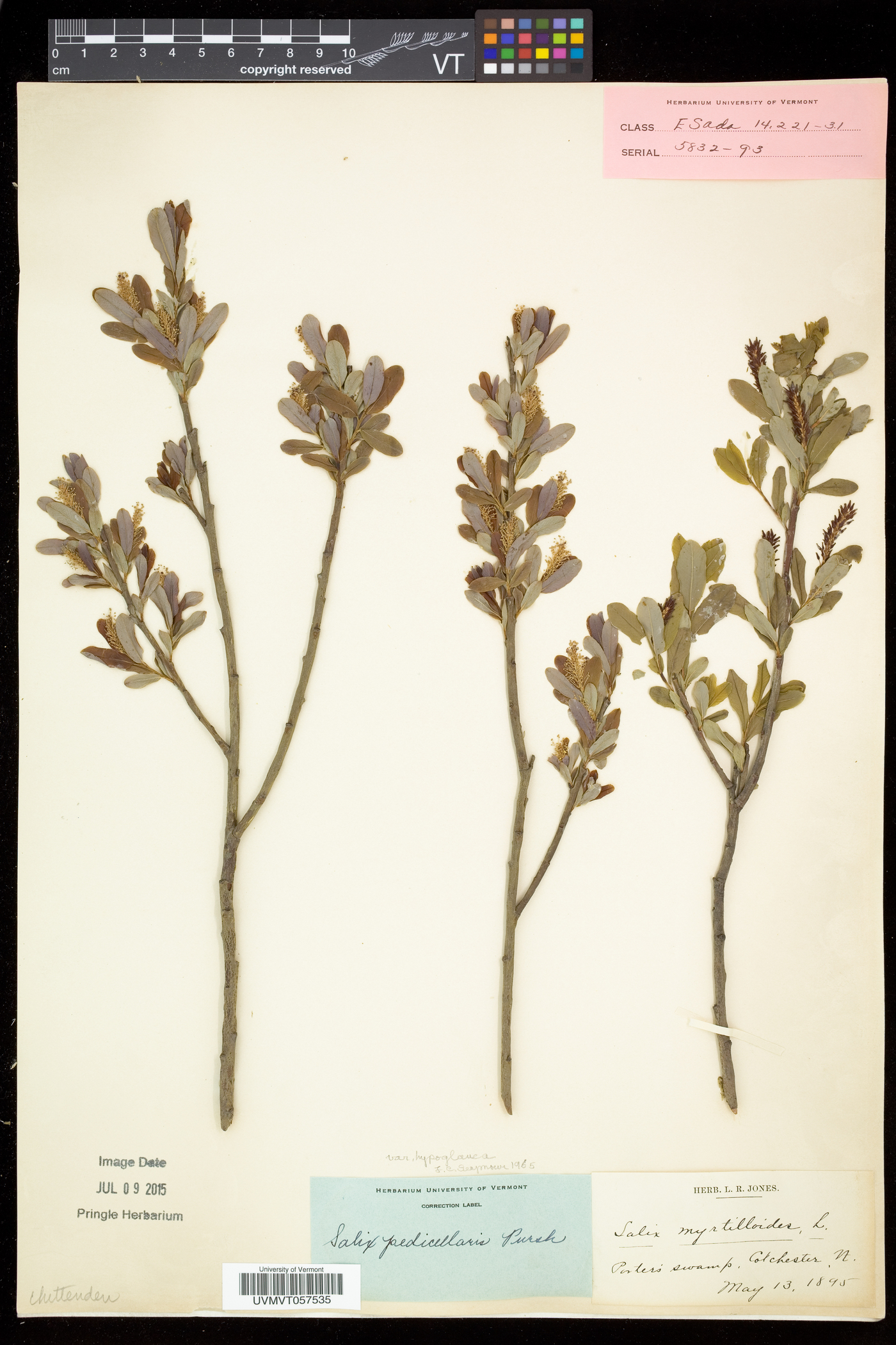 Salix pedicellaris image