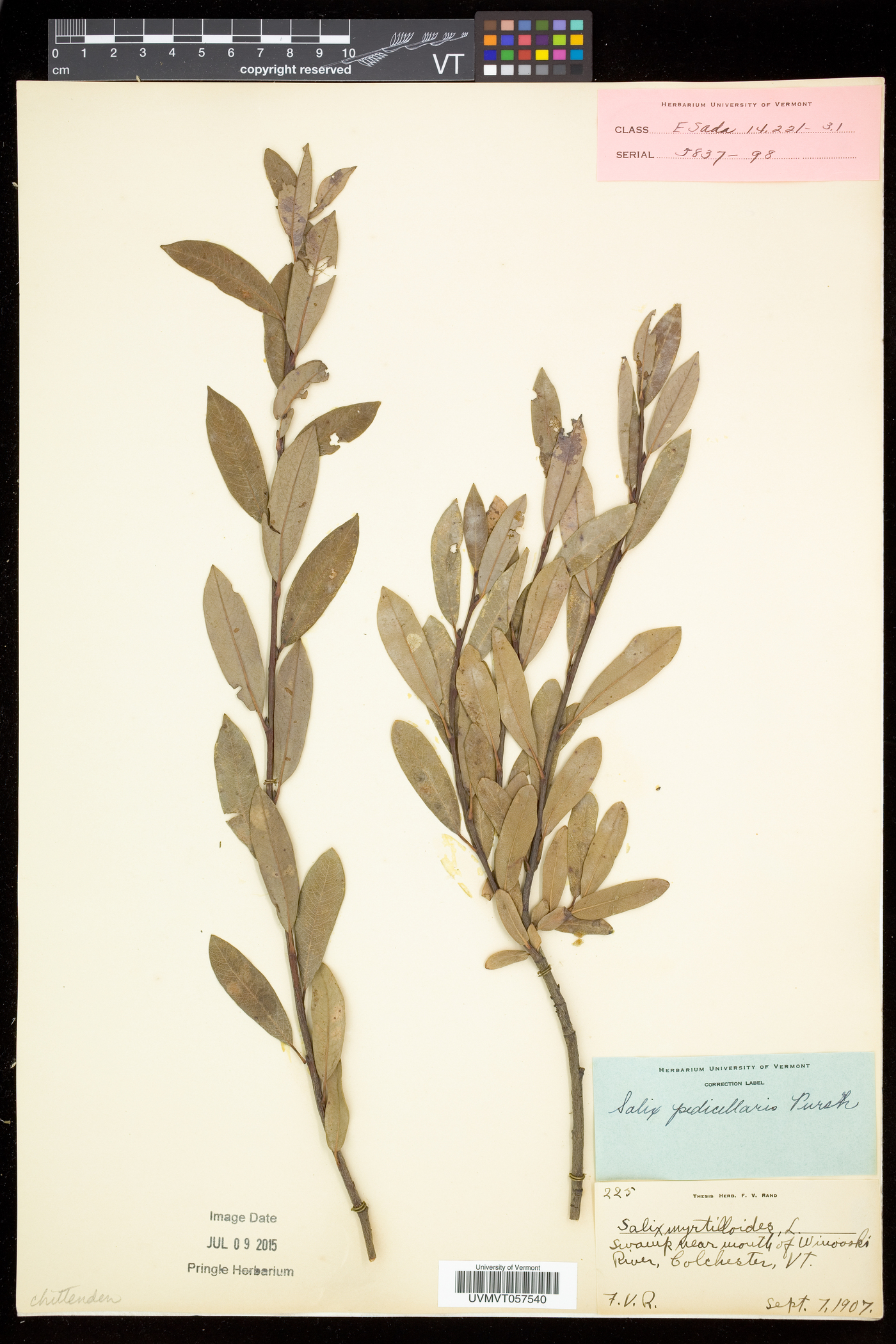 Salix pedicellaris image