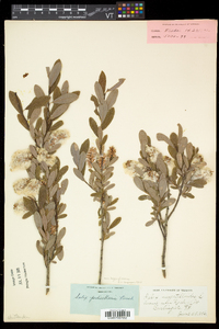 Salix pedicellaris image