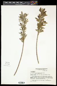 Salix pedicellaris image