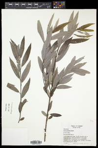 Salix petiolaris image