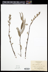 Salix petiolaris image