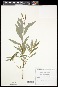 Salix petiolaris image