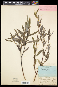 Salix petiolaris image