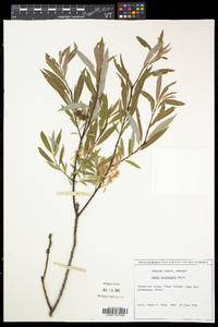 Salix petiolaris image