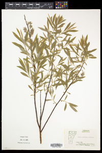 Salix petiolaris image