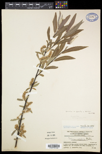 Salix petiolaris image