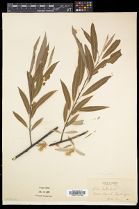 Salix petiolaris image