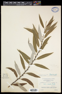 Salix petiolaris image