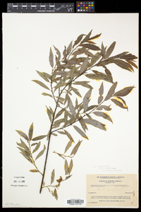 Salix petiolaris image