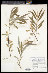 Salix petiolaris image