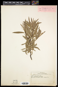 Salix petiolaris image