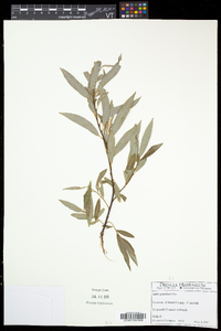 Salix petiolaris image