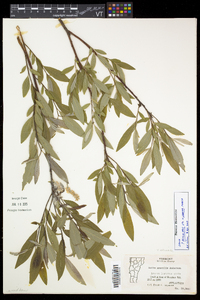 Salix petiolaris image