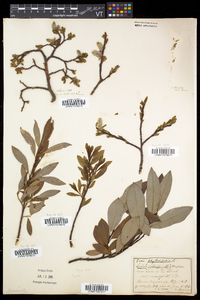 Salix planifolia image