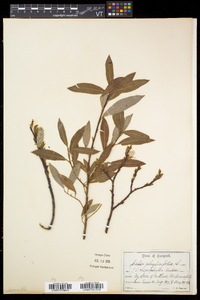 Salix planifolia subsp. planifolia image