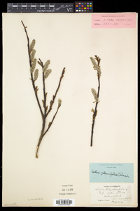 Salix planifolia image