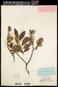 Salix planifolia subsp. planifolia image