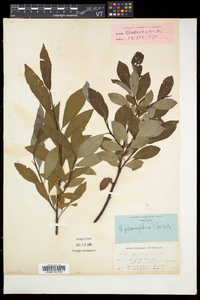 Salix planifolia image