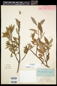 Salix planifolia image