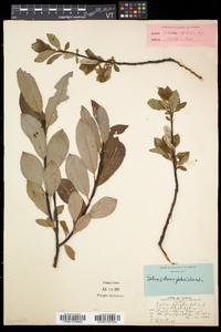 Salix planifolia subsp. planifolia image