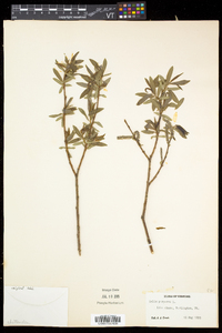 Salix purpurea image