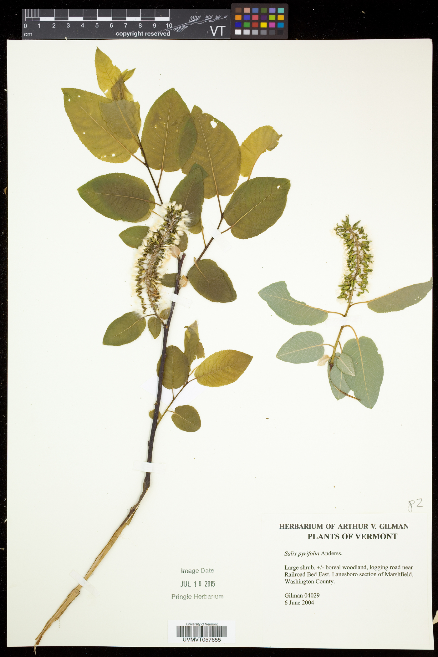 Salix pyrifolia image