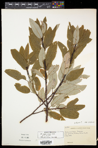 Salix pyrifolia image