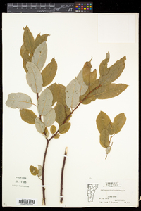 Salix pyrifolia image