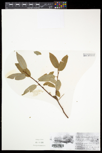 Salix pyrifolia image