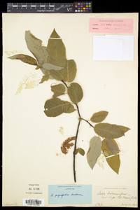 Salix pyrifolia image