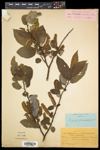 Salix pyrifolia image