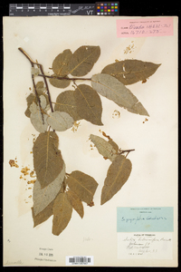 Salix pyrifolia image