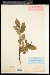 Salix pyrifolia image
