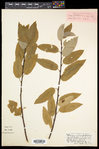 Salix pyrifolia image