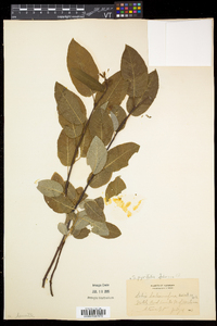 Salix pyrifolia image