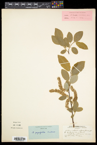 Salix pyrifolia image